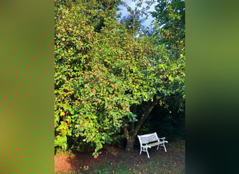 Reitanlage mit Reithalle im Werratal – privates Pferdeparadies auf 6.359 m²