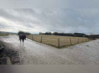 Reitanlage mit Wohnhaus, arrondierten Flächen und moderner PV-Anlage