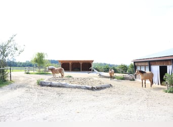 Reitanlage mit Wohnhaus, arrondierten Flächen und moderner PV-Anlage