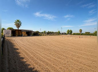 Reiterhof am Meer gelegen
