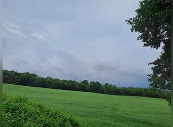 Reiterhof in Girona-Costa Brava, vielfältige Nutzungsmöglichkeiten