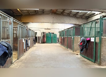 Resthof mit Reithalle, Stallanlagen und weitläufigen Pachtflächen in Linnich