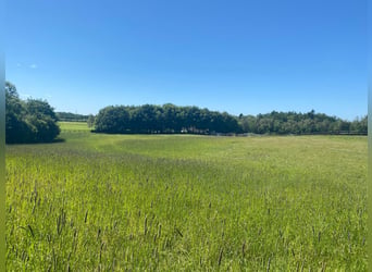 Saniertes Wohnhaus  mit 6 Pferdeboxen, Reitpaltz, Weiden mit Holzzaun ( 8ha Land) in Alleinlage