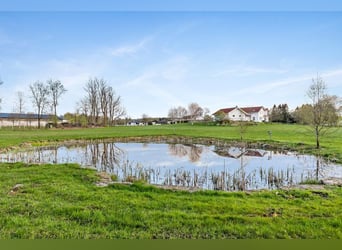 Springfield Farm – Eine exklusive Liegenschaft mit internationalem Potenzial, 8 ha