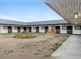 Springfield Farm – Eine exklusive Liegenschaft mit internationalem Potenzial, 8 ha