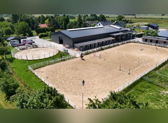 Stadnina koni z dusza i możliwościami inwestycyjnymi