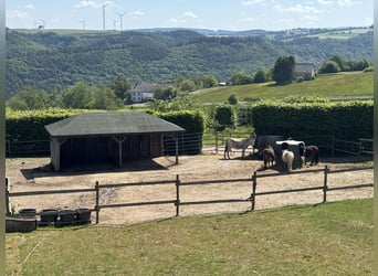 Traumhafte große Reitanlage in Panorama-Lage zwischen Trier und Luxemburg