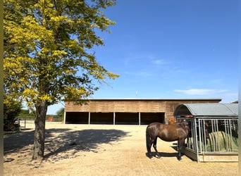 Villa in moderner Architektursprache mit 60m Reithalle & innovativem Haltungskonzept V14935