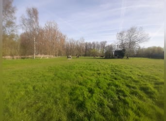 Weiland met paardenstallen op een opp. van 1,43ha - 9310 Aalst