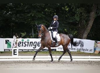 iete Dressur-Unterricht im Raum Amstetten/Scheibbs 