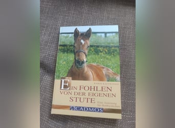 Ein Fohlen von der eigenen Stute