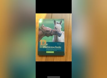 Fohlenschule Sehr Gut 