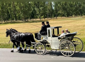 2x Qualitätshalfter vom Sattler Lederhalfter WB Halfter