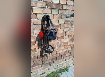 2x Qualitätshalfter vom Sattler Lederhalfter WB Halfter