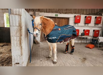 Bemer Horse set