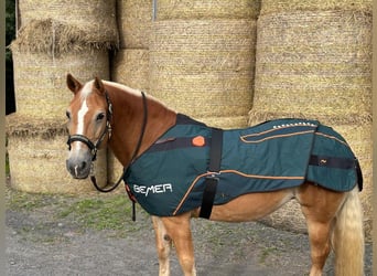 Bemer Horse set