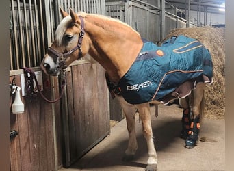 Bemer Horse set