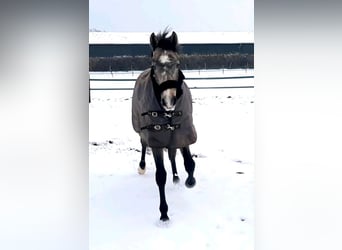 Dressur Schabracke Eskadron