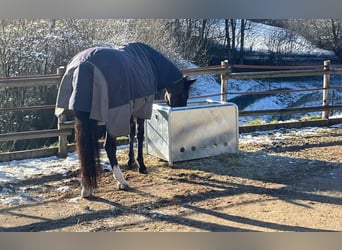 Heukiste 110x80 cm Heubox Slowfeeder Heuraufe Metall Raufe Heu