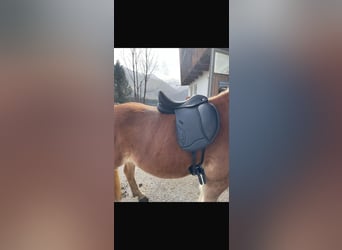 Ikonic EVO Dressursattel Doppelblatt 17,5 Zoll