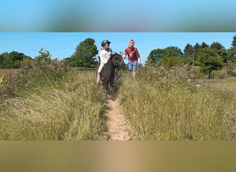 Kinder Reitschule Ponys Pferde Reitunterricht