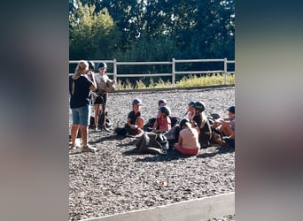 Kinder Reitschule Ponys Pferde Reitunterricht