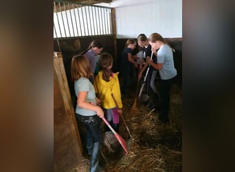 Kinder Reitschule Ponys Pferde Reitunterricht