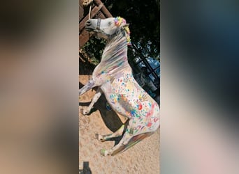 Kinder Reitschule Ponys Pferde Reitunterricht