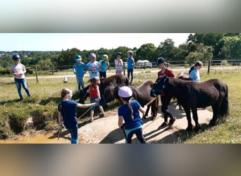 Kinder Reitschule Ponys Pferde Reitunterricht