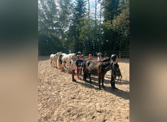 Kinder Reitschule Ponys Pferde Reitunterricht