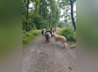 Kinder Reitschule Ponys Pferde Reitunterricht