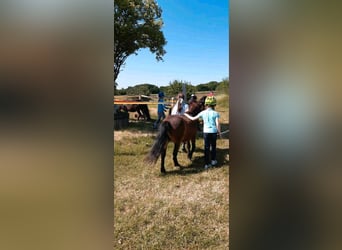 Kinder Reitschule Ponys Pferde Reitunterricht