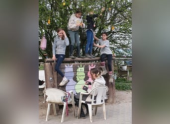 Kinder Reitschule Ponys Pferde Reitunterricht
