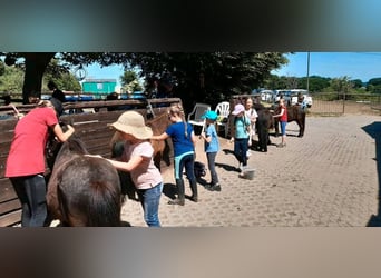 Kinder Reitschule Ponys Pferde Reitunterricht