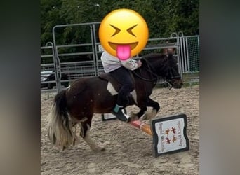 (Mensch sucht Pferd) Für eine Reitbeteiligung