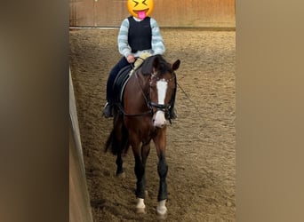 (Mensch sucht Pferd) Für eine Reitbeteiligung