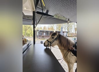 (Mensch sucht Pferd) Für eine Reitbeteiligung