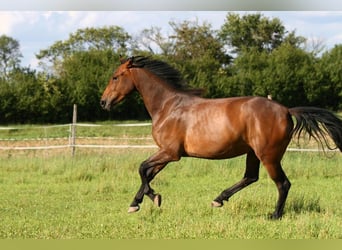 (Mensch sucht Pferd) Für eine Reitbeteiligung