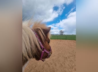 (Mensch sucht Pferd) Für eine Reitbeteiligung