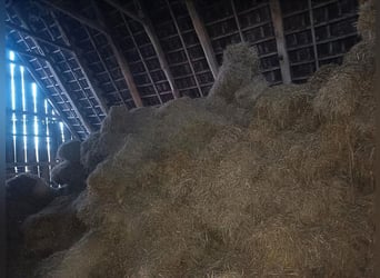 Metall Sporen inkl Schoner u Lederriemen
