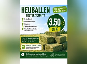 Metall Sporen inkl Schoner u Lederriemen