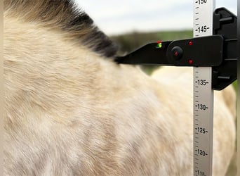 MOBILE PFERDEWAAGE, Pferde wiegen, Stockmaß, digitales Foto