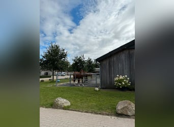 Paddockboxen in 25482 Appen