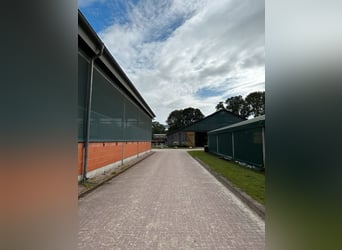 Paddockboxen in 25482 Appen