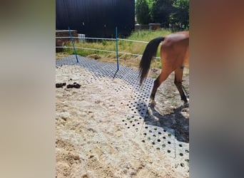 Paddockplatten/Kunststoffplatten von Pegasus Paddock