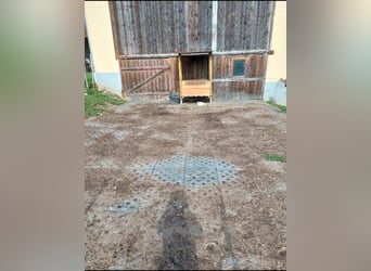 Paddockplatten/Kunststoffplatten von Pegasus Paddock