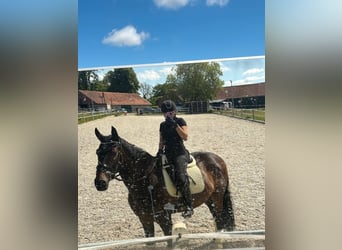 Reitbeteiligung in Vlotho-Valdorf