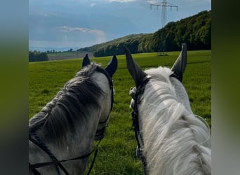Reitbeteiligung in Vlotho-Valdorf