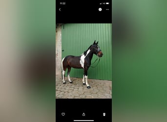 Reitbeteiligung in Vlotho-Valdorf