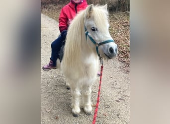 Reiterin gesucht /Mitreiterin /Pflegebeteiligung